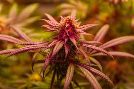 Exploring the Best Options for Weed Seeds West Virginia