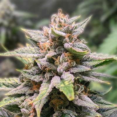 Exploring the Best Options for Weed Seeds West Virginia
